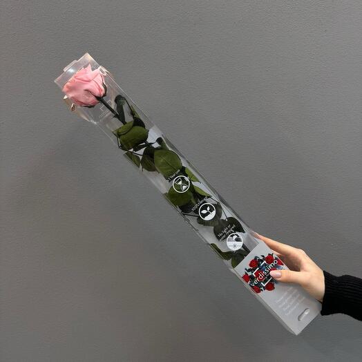 Rosa preservada ( grande ) rosa