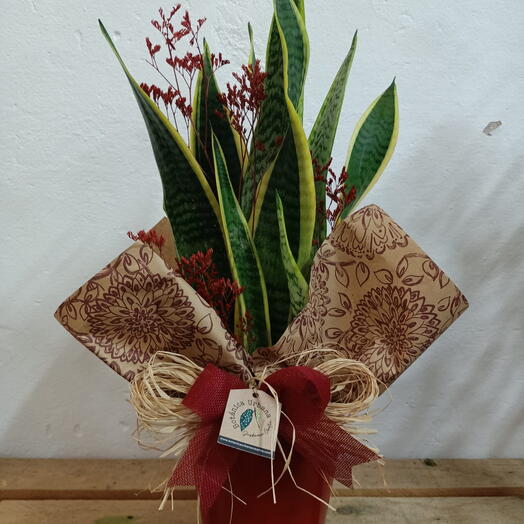 Sansevieria plant