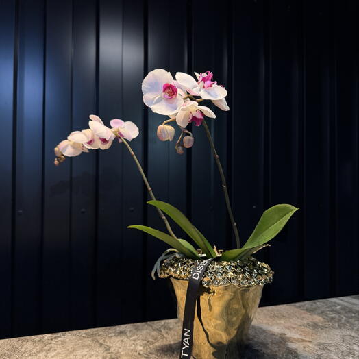 Phalaenopsis con jarron ceramica