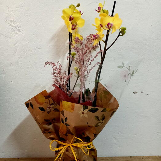 Yellow Phalaenopsis Orchid