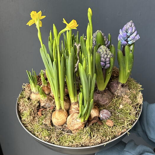 Flores de Primavera Grande