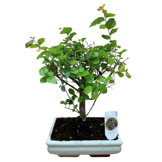Bonsai Sageretia 6 anos