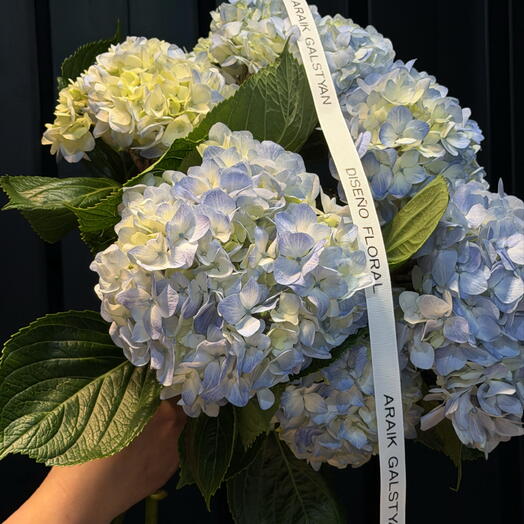 Blue hydrangeas by Araik Galstyan