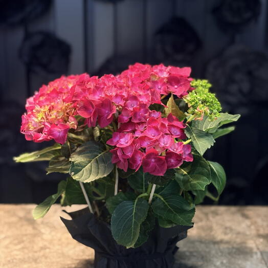 planta de hortensia