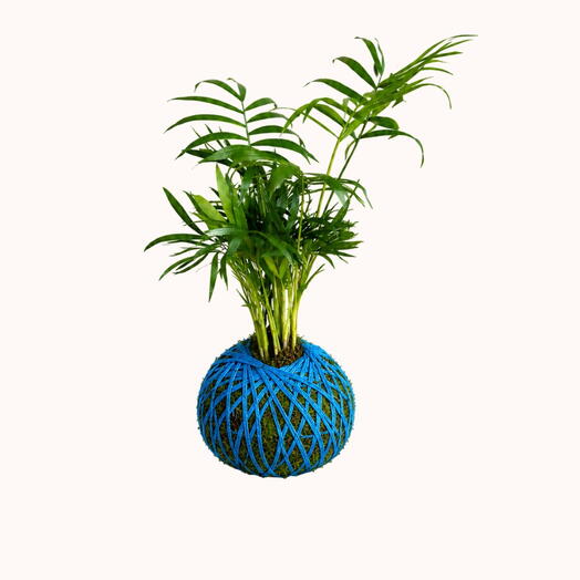 Chamaedorea plant - Kokedama Chamaedorea Elegans
