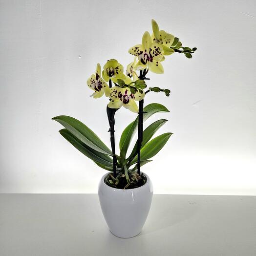 Orquidea amarilla