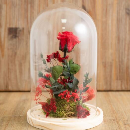 Dome red preserved red