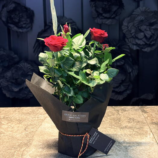 Rosier rouge de Sant Jordi🌹