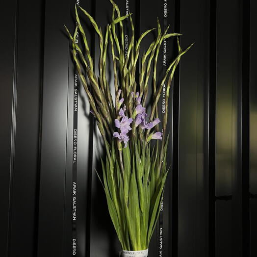 Gladiolus Lila Claro 19 und