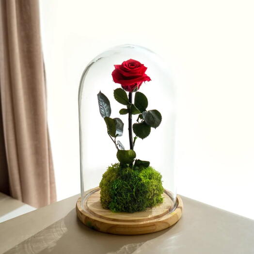 Eternal rose in a glass dome