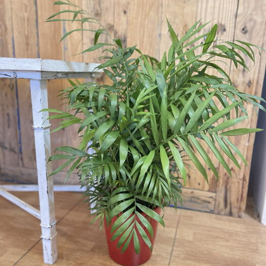 Elegans - Chamaedorea