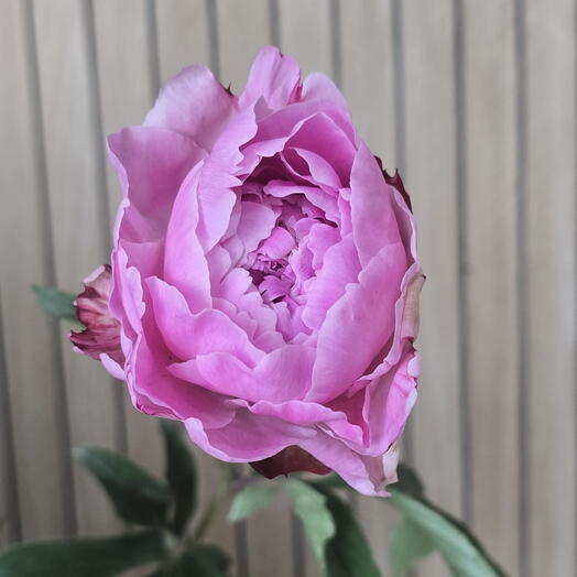 Peonia Sarah Bernhardt