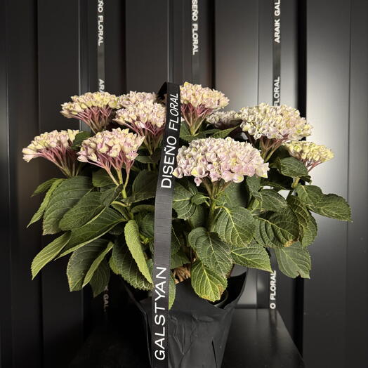 Hortensia de Interior Premium