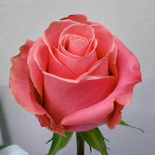 Rosa Hermosa