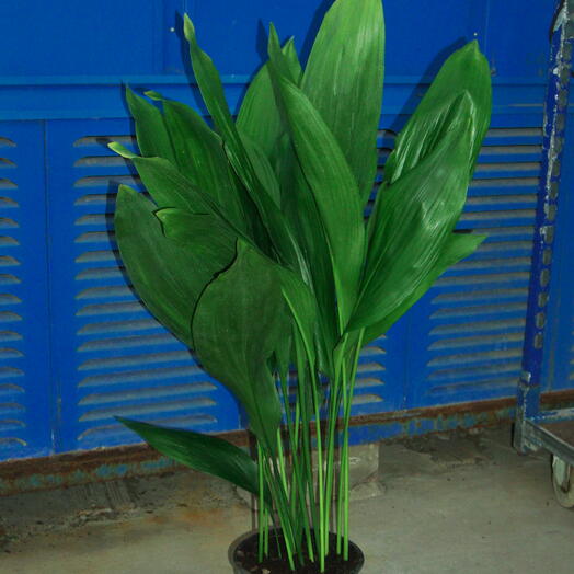Aspidistra