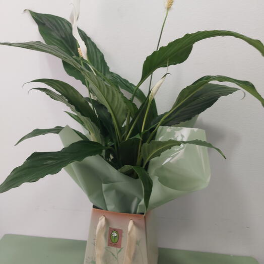 Spathiphyllum