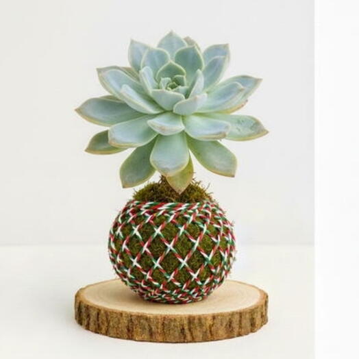 Kokedama Echeverria Lola