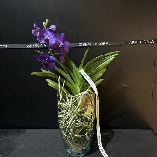 Vanda With Vase