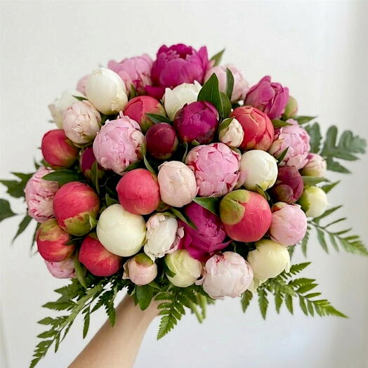 Peonies full color