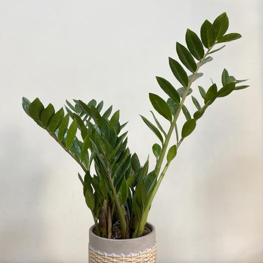 Zamioculca en base ceramica