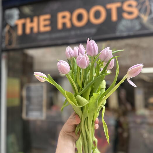 Purple or lilac tulips