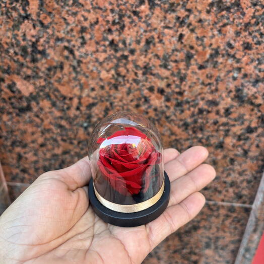 (Mini) Rosa Roja Preservada