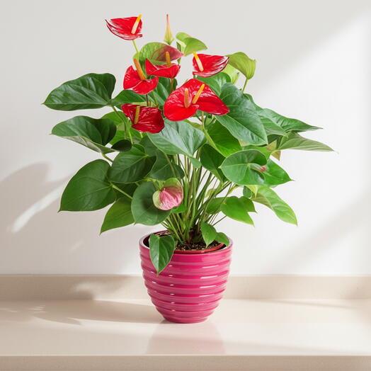 Anthurium Rojo Natural – Planta Tropical de Interior con Flor Duradera