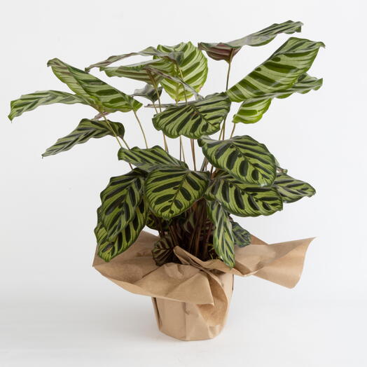 Calathea makoyana