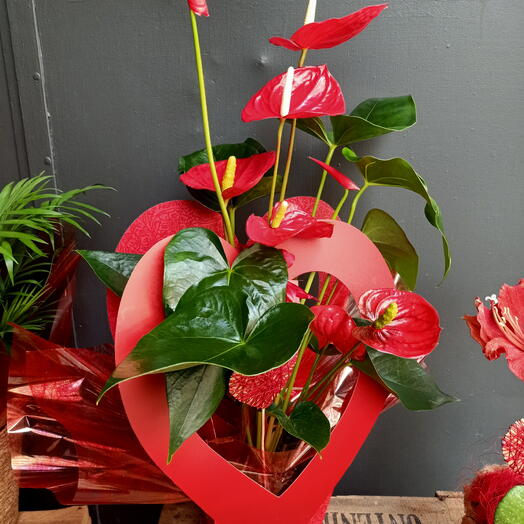 Indoor red Anthurium plant special for Valentine's Day