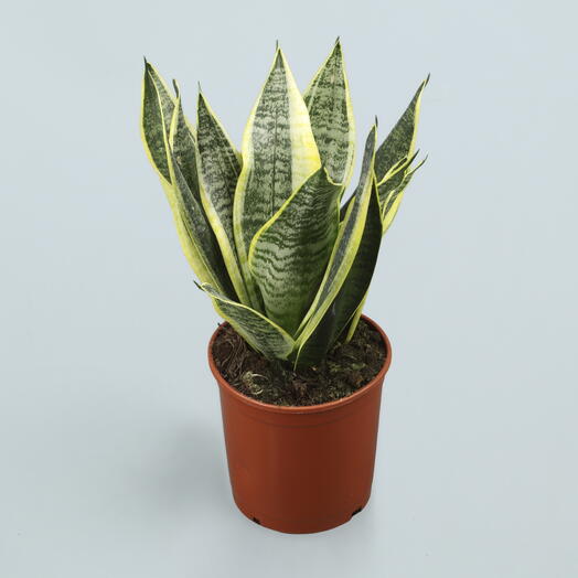 Sansevieria Laurentii