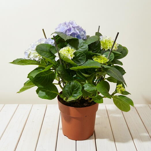 Hortensia (Hydrangea macrophylla)