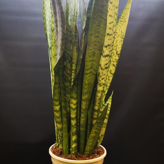 Lengua de suegra sanseviera