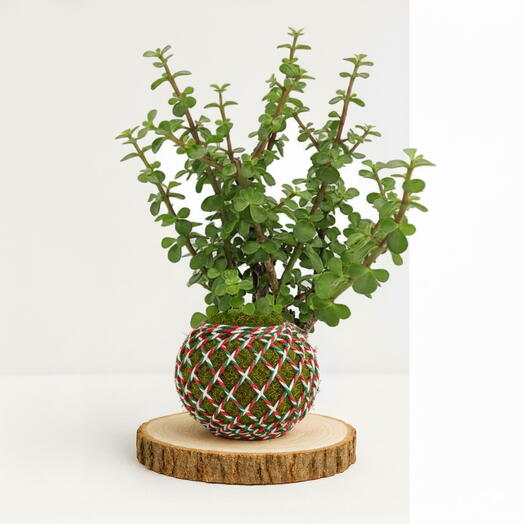 Kokedama Portulacaria Afra