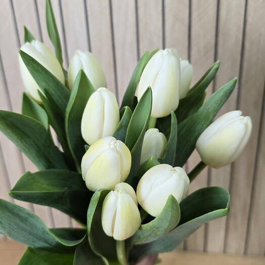 10 Tulipanes blancos