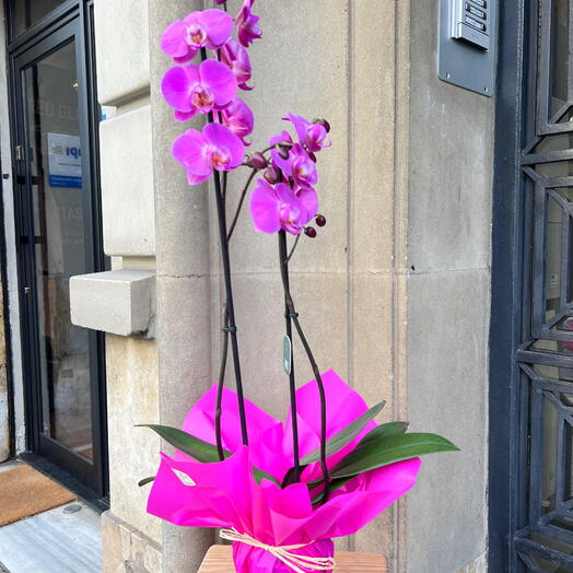 Orquidea fucsia