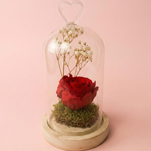 Rosa Preservada en Cupula