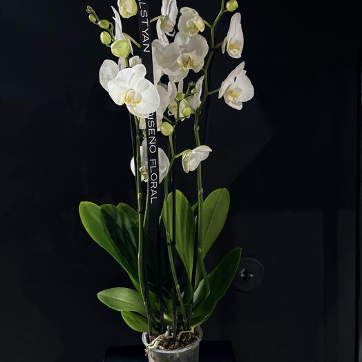 Orquidea blanca XL