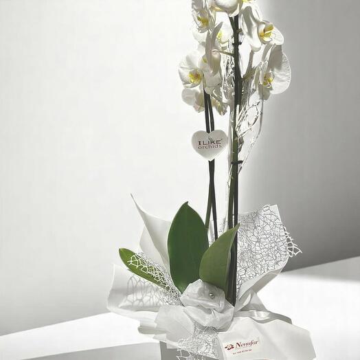 White orchid with decorative pot