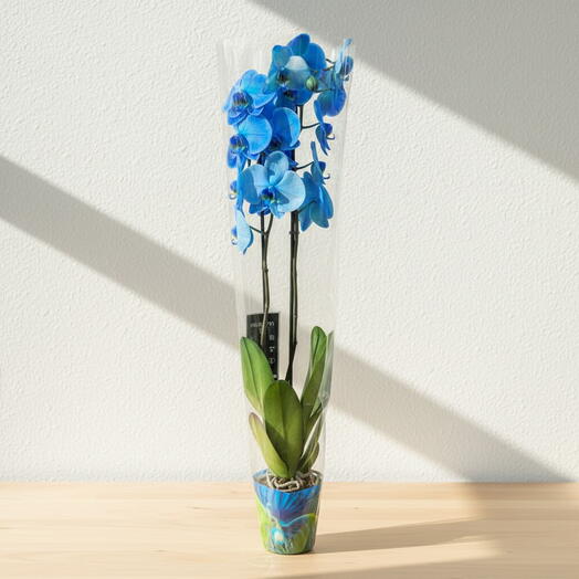 Orquidea color azul