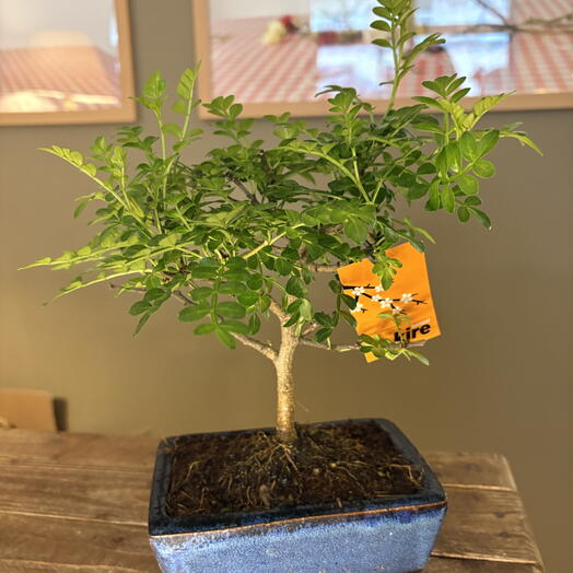 Bonsai 5 anos zanthoxylum