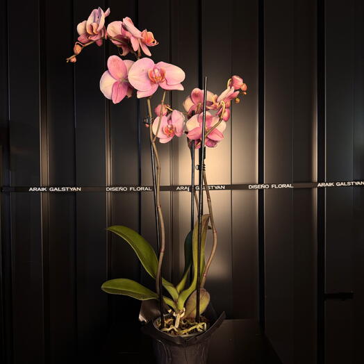 Orchidée rose délicate ARAIK GALSTYAN