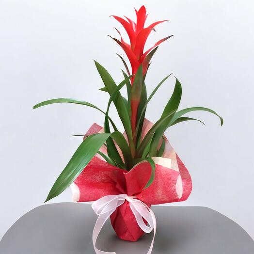 Комнатное растение