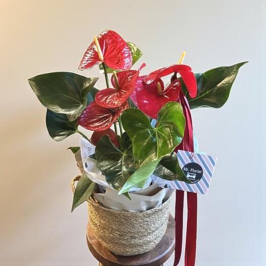 Anthurium