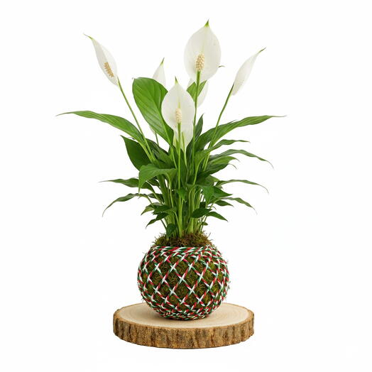 Kokedama Spathiphyllum