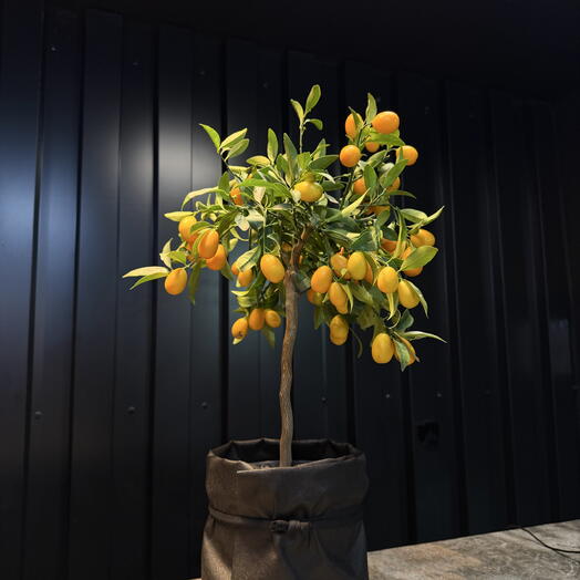 Kumquat de ARAIK GALSTYAN