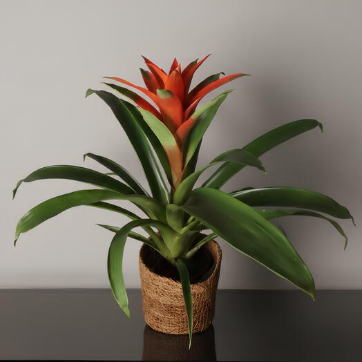 Bromelia