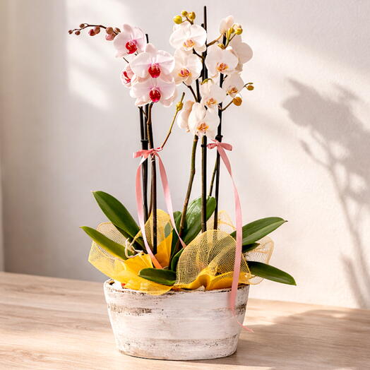 Orquideas con maceta