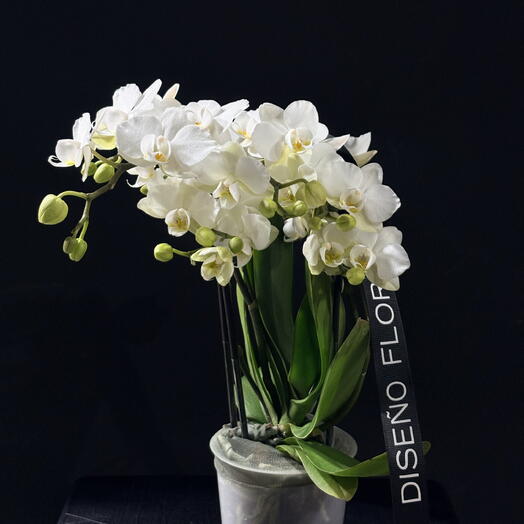 Orquidea blanca mini