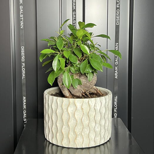 Bonsái Ficus