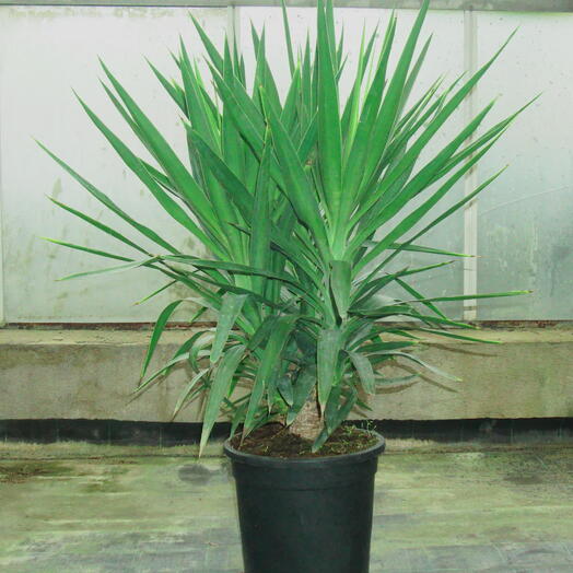 Yucca Elephantipes